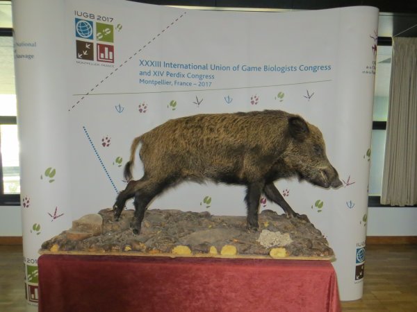 Dalyvavimas tarptautiniame medžiojamųjų gyvūnų biologų sąjungos kongrese