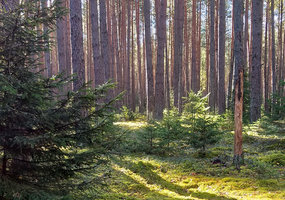 Čekijoje aptarti nauji bendradarbiavimo lūkesčiai miškų bioekonomikos srityje - 1