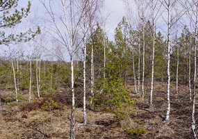 Nederlingai ar pažeistai žemei – greitai augantys medžiai - 5