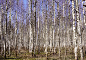 Nederlingai ar pažeistai žemei – greitai augantys medžiai - 6