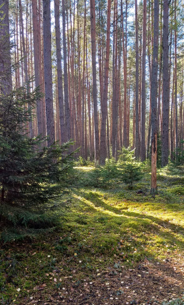 Čekijoje aptarti nauji bendradarbiavimo lūkesčiai miškų bioekonomikos srityje