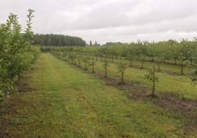 Latvijoje domėtasi ekologiškų sodų ligų ir kenkėjų kontrolės galimybėmis - 4