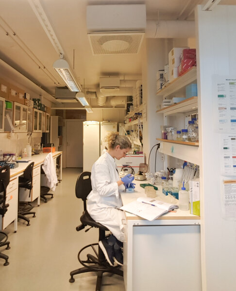 Stažuotėje Suomijoje sukonstruotas virusinis vektorius, tinkamas augalo genų slopinimui