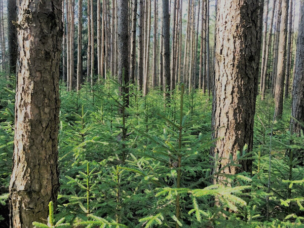 Šiaurės Europos ir Baltijos šalių mokslininkai diskutavo apie tvarią miškininkystę