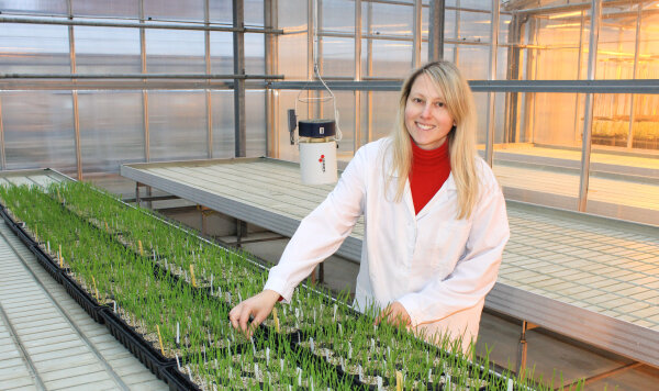 Dr. Rita Armonienė fenotipavo žieminių kviečių mutantus Helsinkio universitete