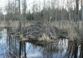 Bebrai – „ekosistemų inžinieriai”, turintys didelę įtaką Lietuvos miškų vandens kokybei - 2
