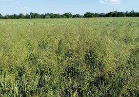 Herbicidų naudojimas žieminiuose javuose – kaip sumažinti piktžolių atsparumą? - 1