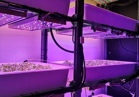 LAMMC mokslininkė: „LED apšvietimas – kokybiškai ir maksimaliai daržovių produkcijai“ - 3