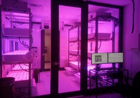 LAMMC mokslininkė: „LED apšvietimas – kokybiškai ir maksimaliai daržovių produkcijai“ - 9