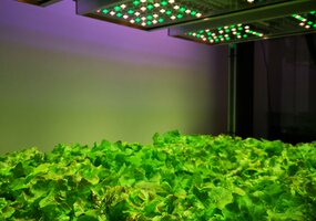 LAMMC mokslininkė: „LED apšvietimas – kokybiškai ir maksimaliai daržovių produkcijai“ - 1