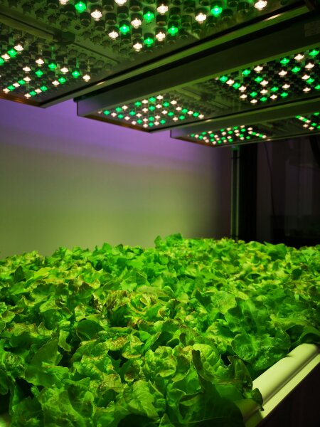 LAMMC mokslininkė: „LED apšvietimas – kokybiškai ir maksimaliai daržovių produkcijai“