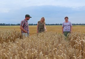 Assistance to NOBALwheat project partners in Latvia - 5