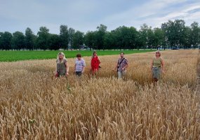 Assistance to NOBALwheat project partners in Latvia - 2