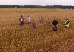 Assistance to NOBALwheat project partners in Latvia - 1