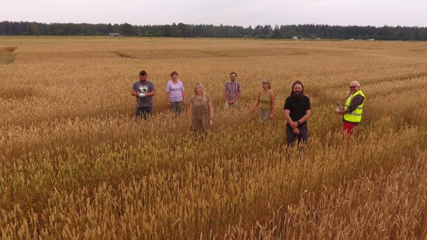 Assistance to NOBALwheat project partners in Latvia